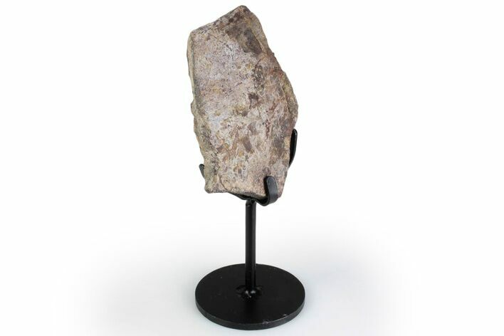 Fossil Theropod Rib Section w/ Metal Stand - Colorado #383244